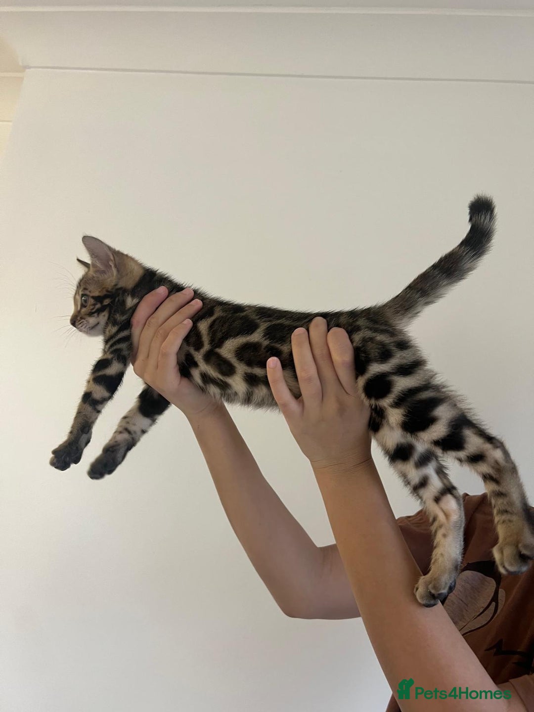 Bengal cats for sale: Pure Bengal Male Kitten, vet checked, ready now - Advert 2