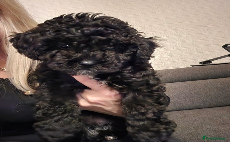 Maltipoo dogs - Advert 8