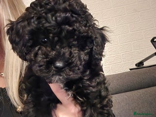 Maltipoo dogs - Advert 26