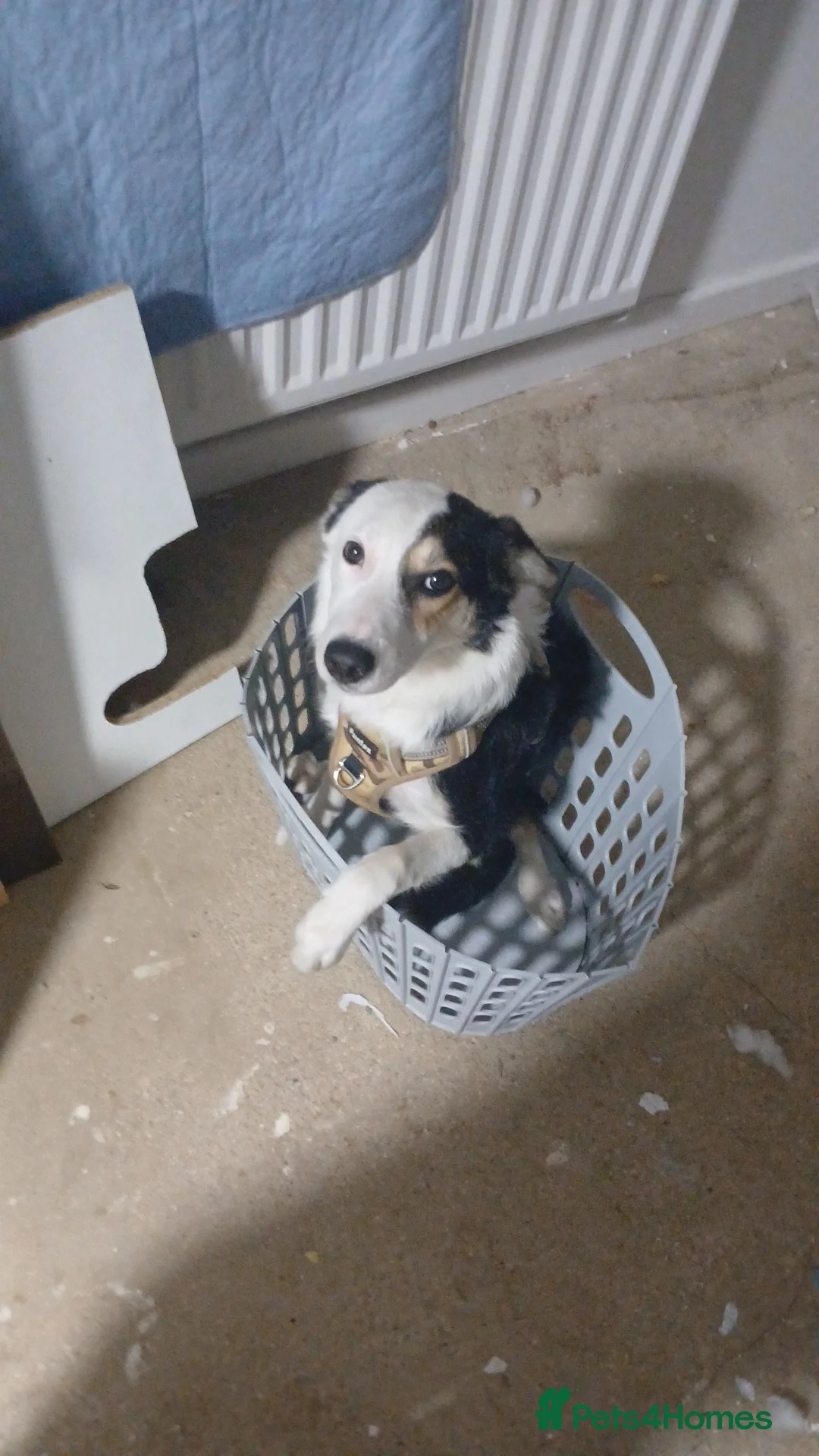 Border Collie dogs for sale: Free due to ill health  - Advert 1