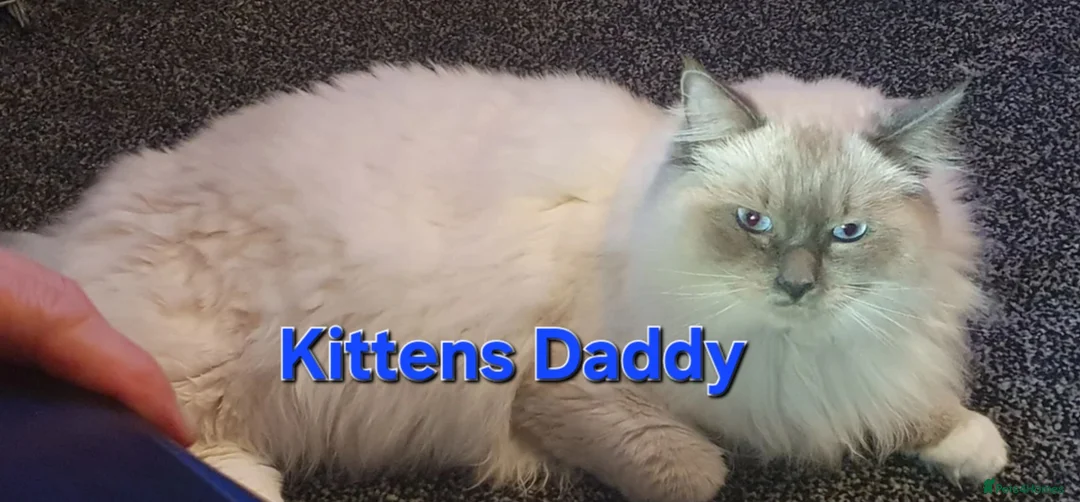 Ragdoll cats for sale: 🩵 Pure Breed Ragdoll Kittens  🩷 - Advert 2