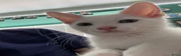 Domestic Shorthair cats for sale: Beautiful brother kittens - Advert 8