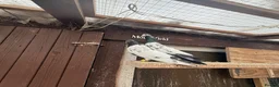 Pigeons birds for sale: Pakistani high flyers for sale  - Advert 8