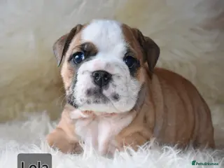 English Bulldog dogs Outstanding British Bulldogs NEIBULL Champ lines - Advert 3