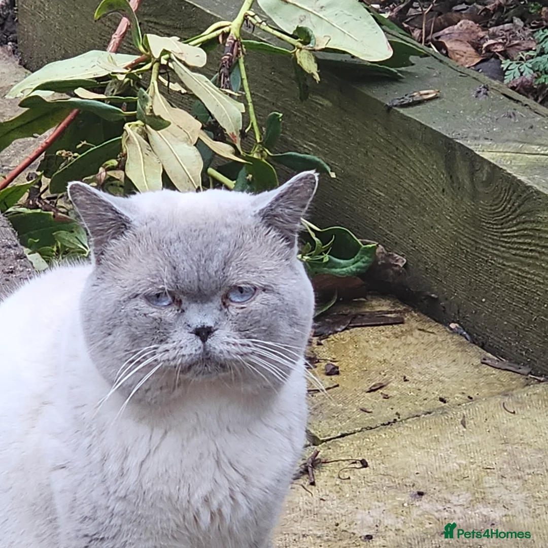 British Shorthair cats for sale: Gccf Active male - Advert 3