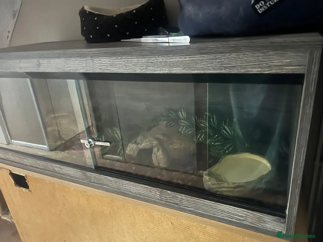Python Snake reptiles for sale: Banana pastel royal python in Camberley - Advert 3