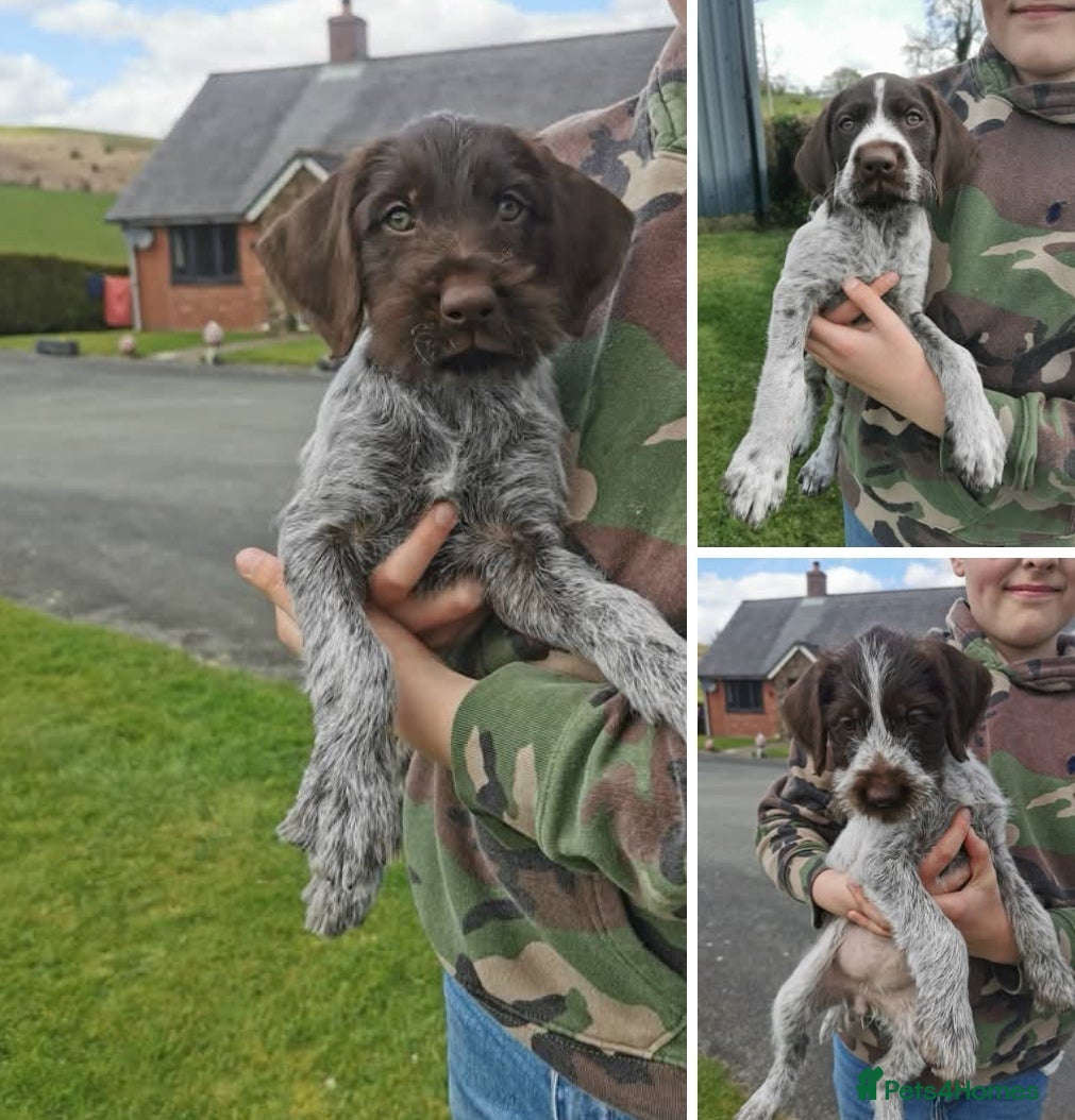 German Wirehaired Pointer dogs Ready now 3  x Kc german wirehaired pointers  - Advert 3