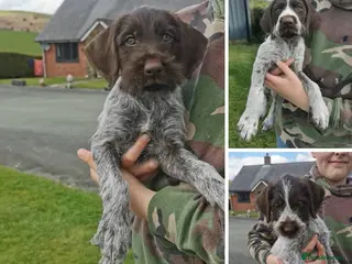 German Wirehaired Pointer dogs Ready now 3 x Kc german wirehaired pointers - Advert 3