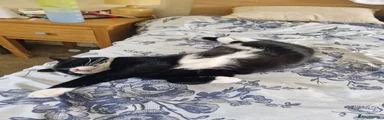 Jam