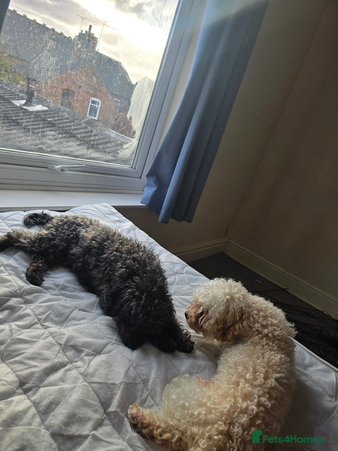 Toy Poodle dogs for sale: Female toy poodle for sale  - Advert 2