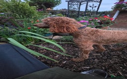 Standard Poodle dogs for sale: Super friendly standard poodle red boy  - Image 4