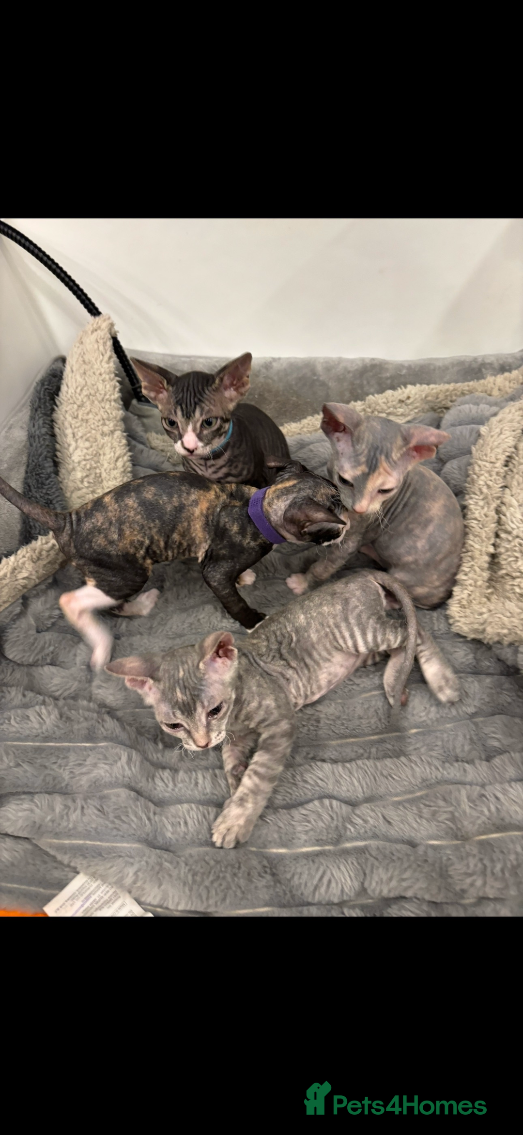 Sphynx cats for sale: Donskoy - Advert 11