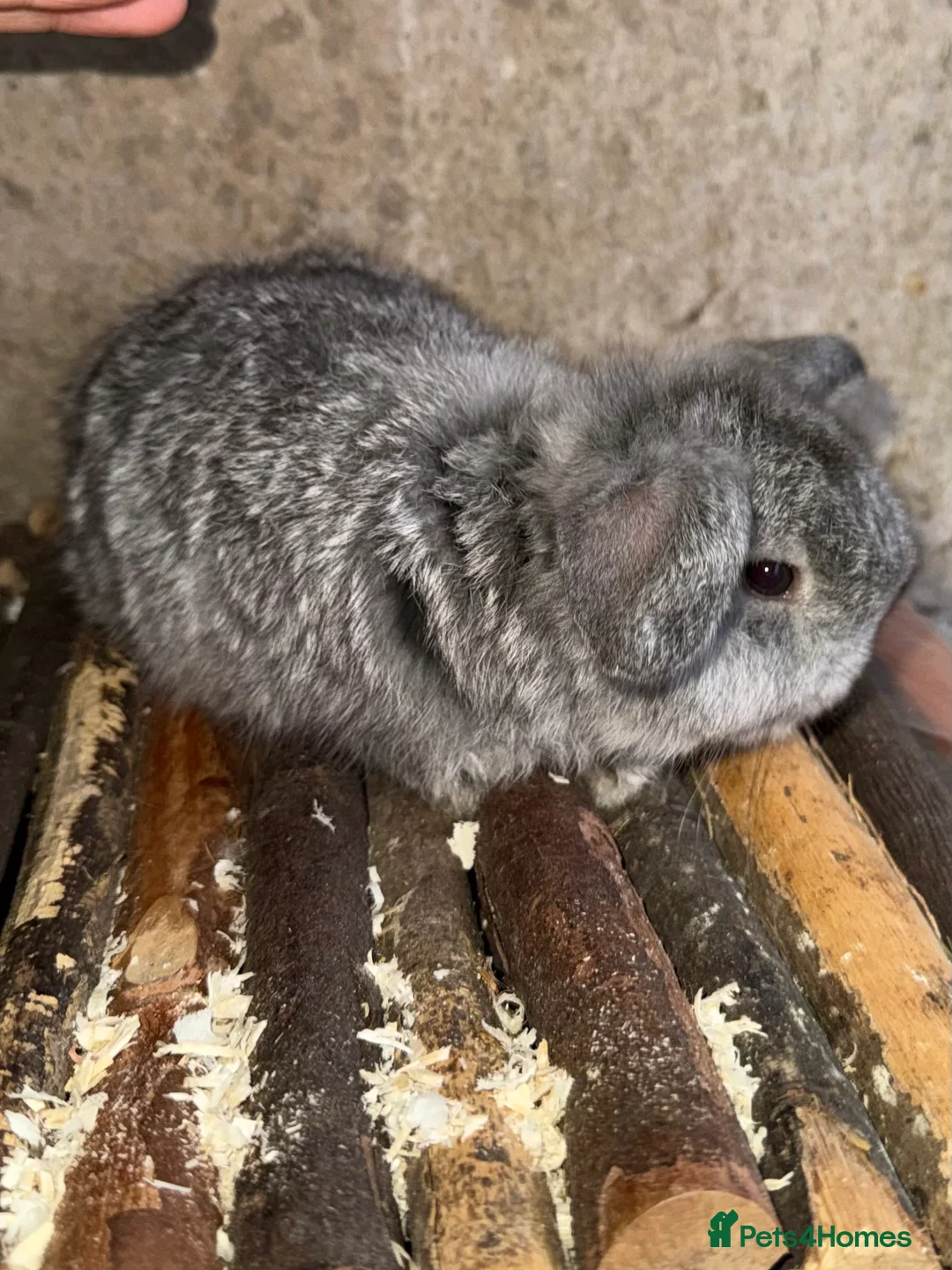 Mini Lop rabbits for sale: Exceptional BRC mini lops  - Advert 5