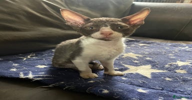 Cornish Rex cats Ready now -  gccf registered Cornish Rex - Advert 5