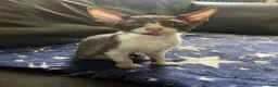 Cornish Rex cats for sale: Ready now -  gccf registered Cornish Rex - Advert 3