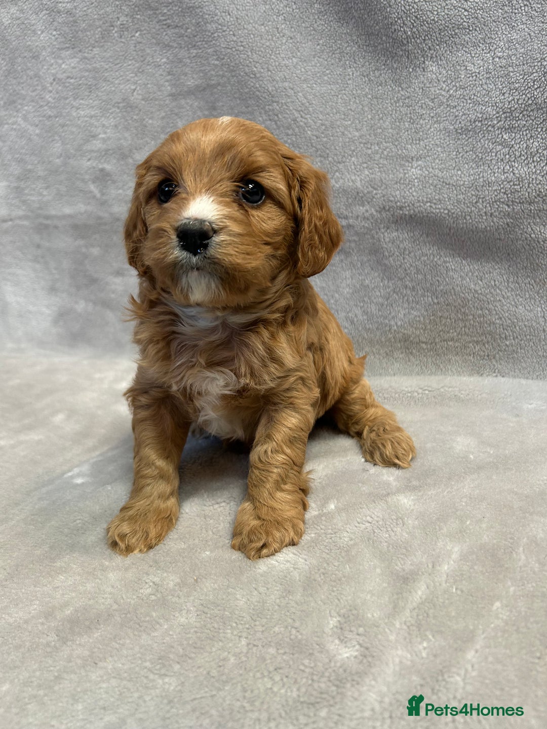 Cavapoochon dogs for sale: Gorgeous red female cavapoochon  - Advert 1