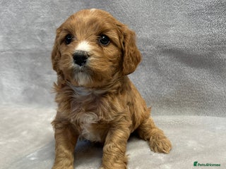 Cavapoochon dogs Gorgeous red female cavapoochon - Advert 1