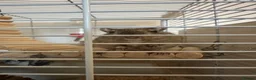 Gerbil rodents for sale: 2 Gerbils both female - Advert 2