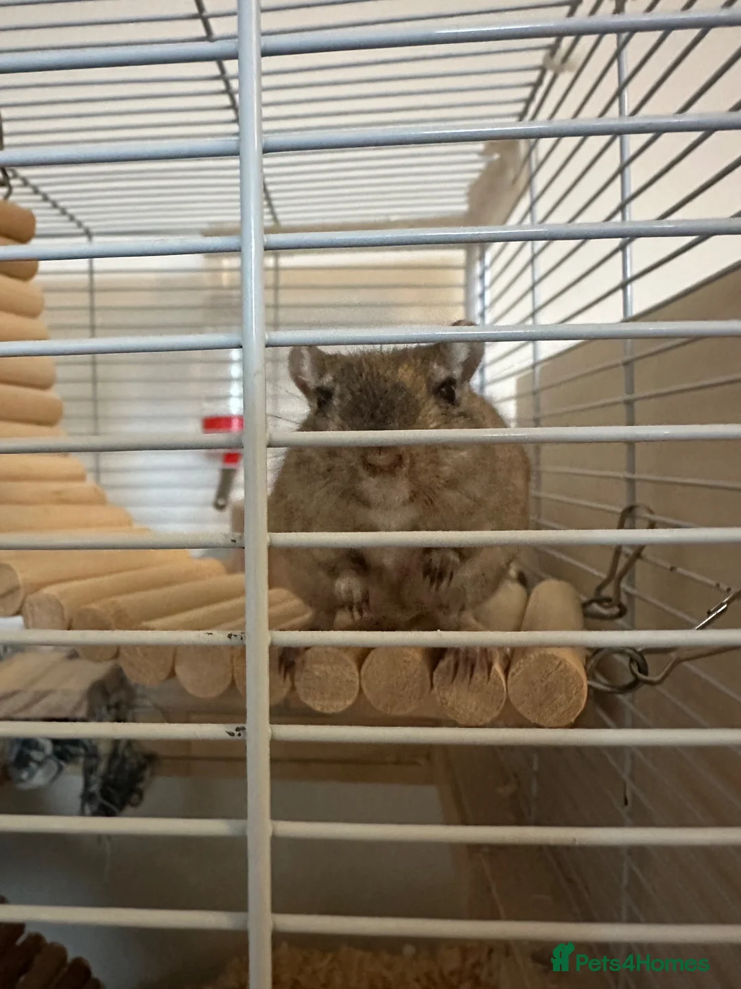 Gerbil rodents for sale: 2 Gerbils both female - Advert 2