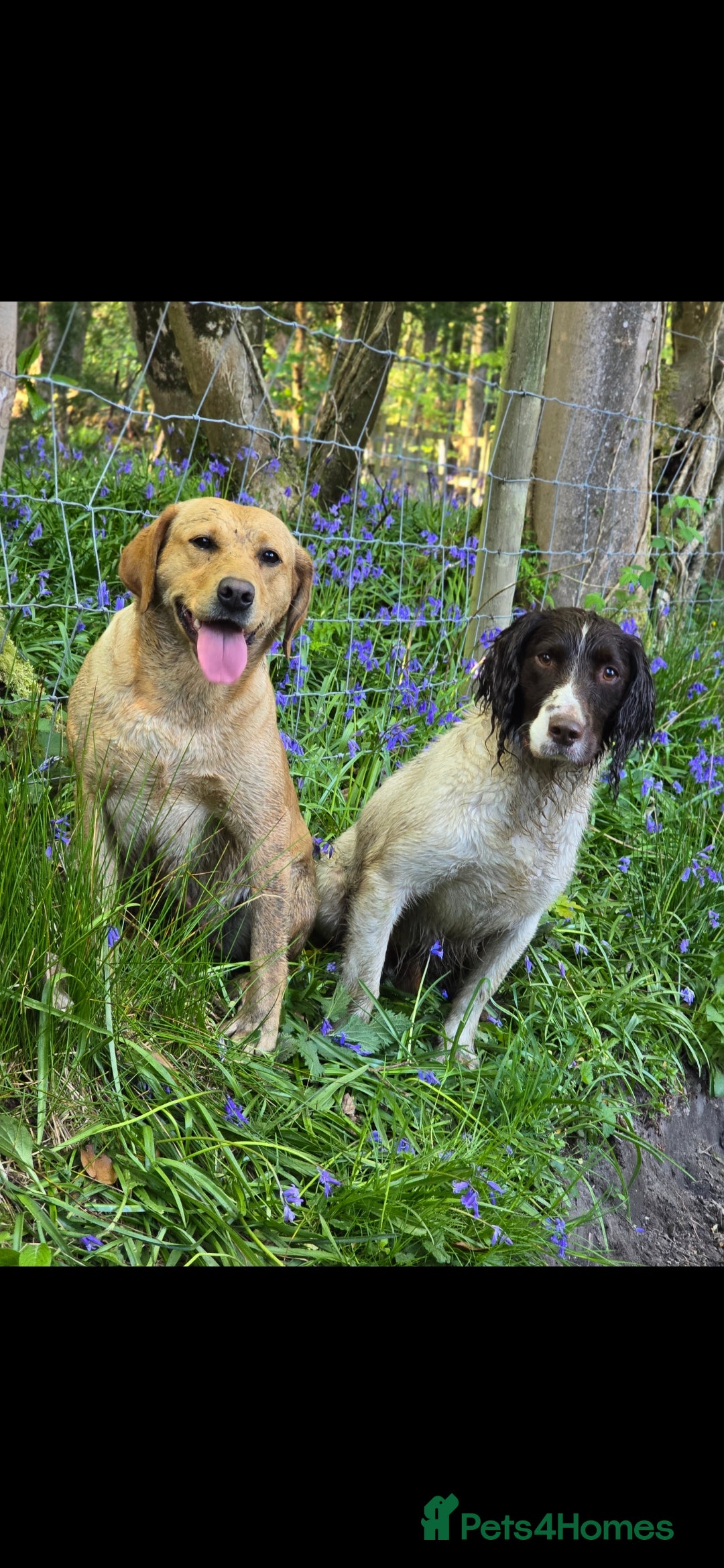 English Springer Spaniel dogs for stud: Kc springer dog available for stud.  - Advert 4