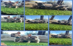 French Bulldog dogs for sale: 8 stunning french bull dogs  - Image 1