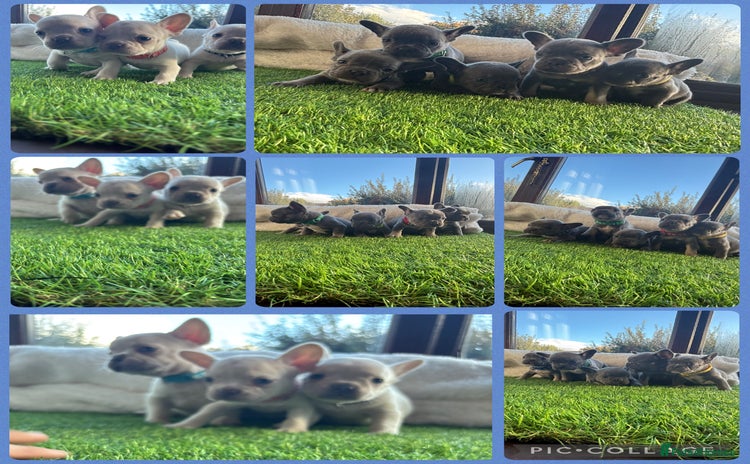 French Bulldog dogs - Advert 13