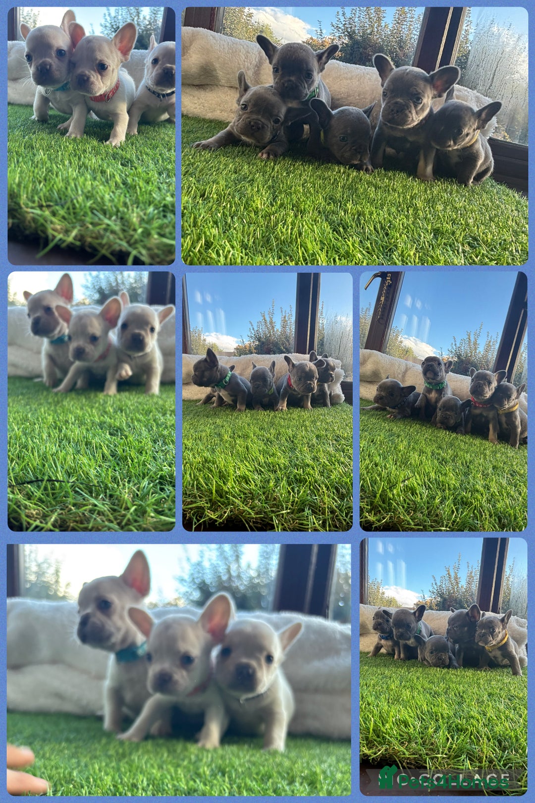 French Bulldog dogs for sale: 8 stunning french bull dogs  - Image 1