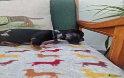 Miniature Dachshund dogs for sale: 🐾 Miniature Dachshund Puppies for Sale 🐾 - Image 27