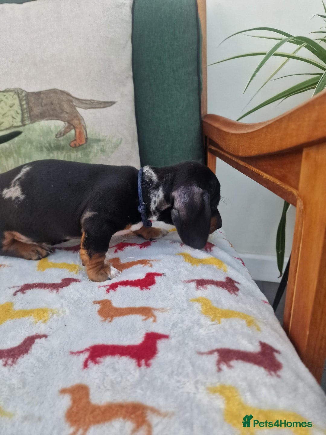 Miniature Dachshund dogs for sale: 🐾 Miniature Dachshund Puppies for Sale 🐾 - Image 27