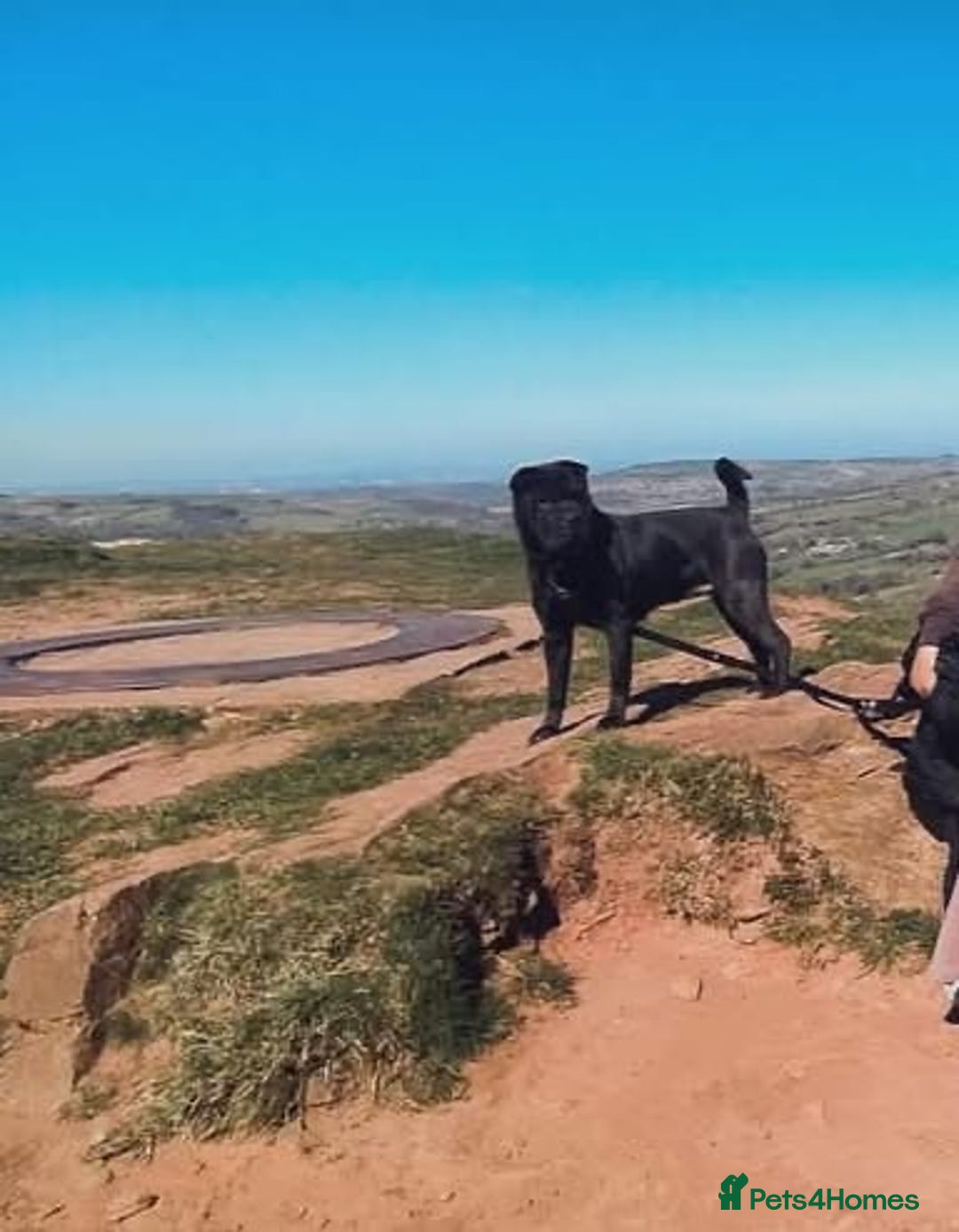 Mixed Breed dogs for sale: Beautiful Shar-Pei x Cocker Spaniel pup - Advert 2