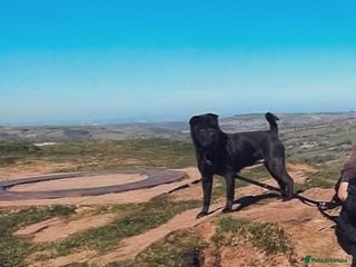 Mixed Breed dogs Beautiful Shar-Pei x Cocker Spaniel pup - Advert 2