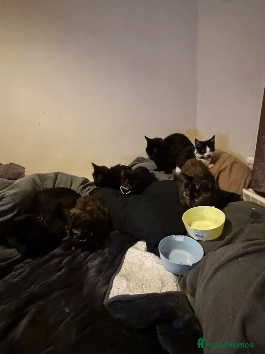 Mixed Breed cats for sale: Rescue Kittens and Cats Urgent - Advert 2