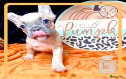 French Bulldog dogs for sale: Hello Pumpkin KC Frenchie Bulldogs A* Ready Soon! - Image 22