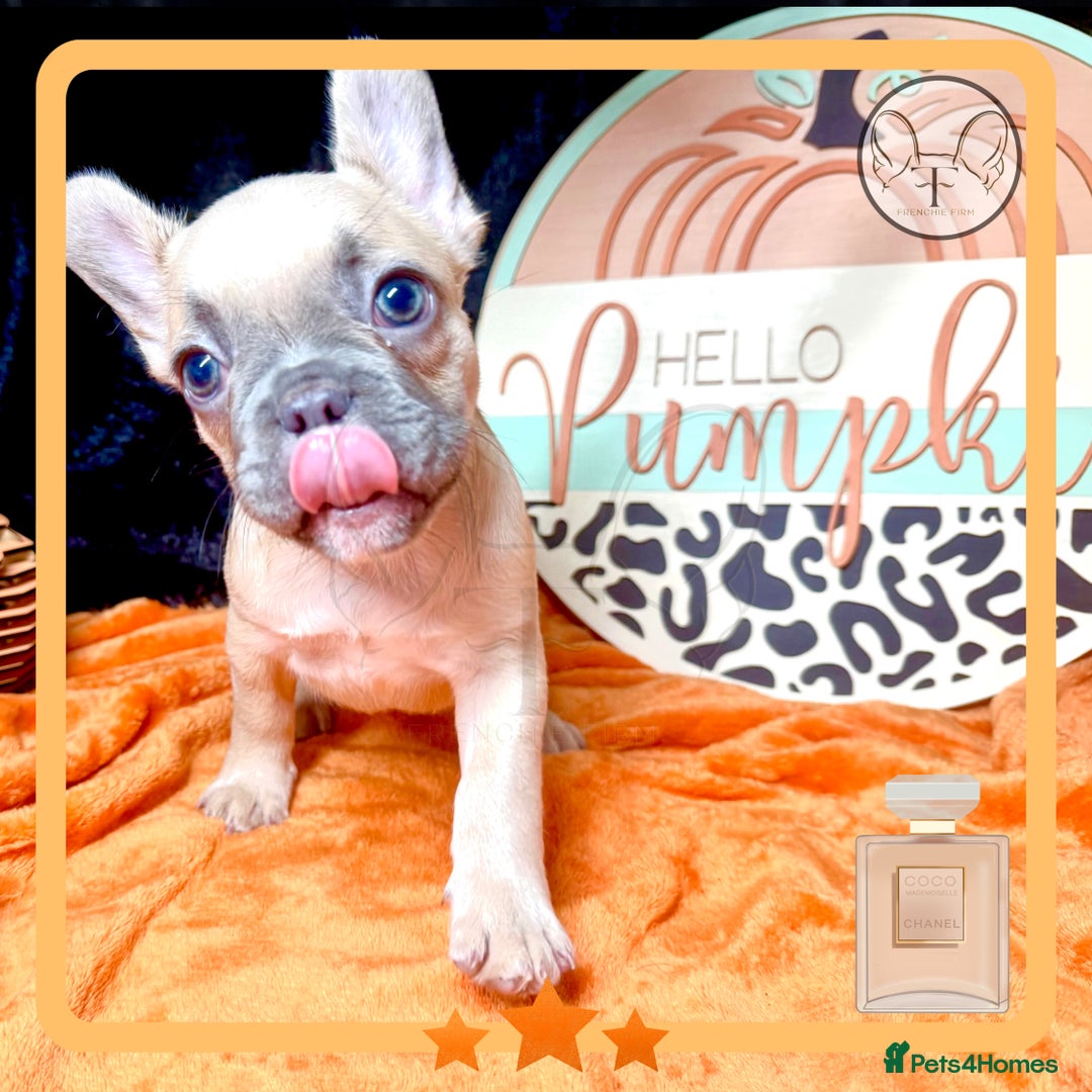 French Bulldog dogs for sale: Hello Pumpkin KC Frenchie Bulldogs A* Ready Soon! - Image 22