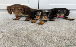 Dachshund dogs for sale: OUTSTANDING STANDARD LONGHAIR DACHSHUNDS - Image 18
