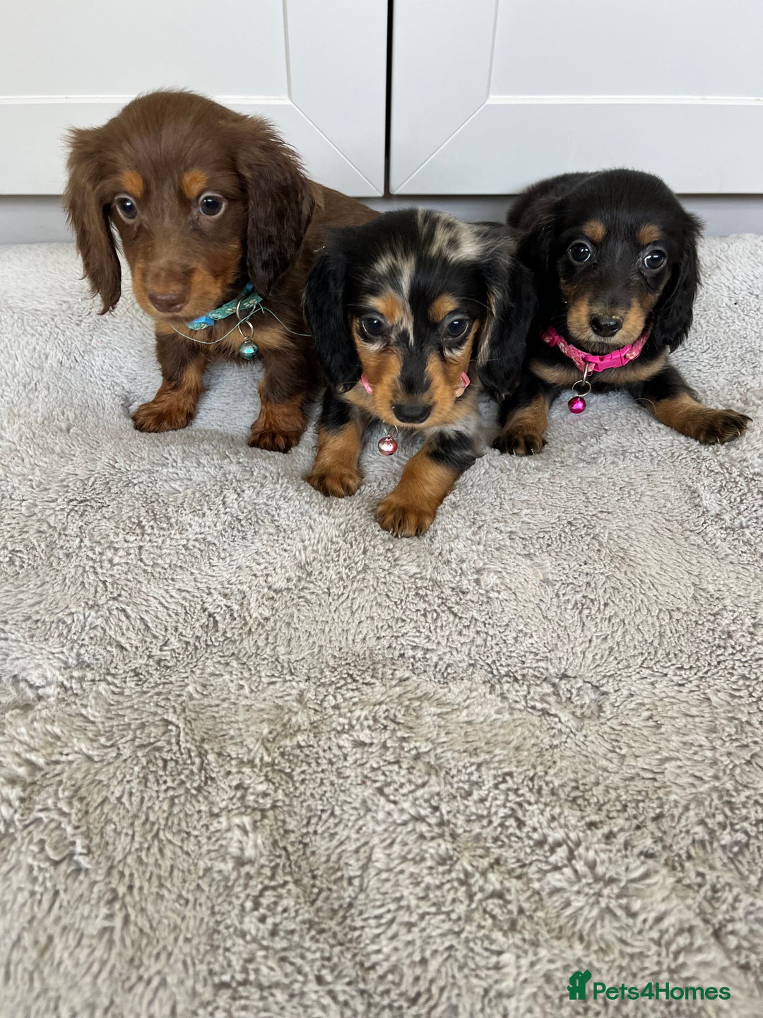 Dachshund dogs for sale: OUTSTANDING STANDARD LONGHAIR DACHSHUNDS - Image 18