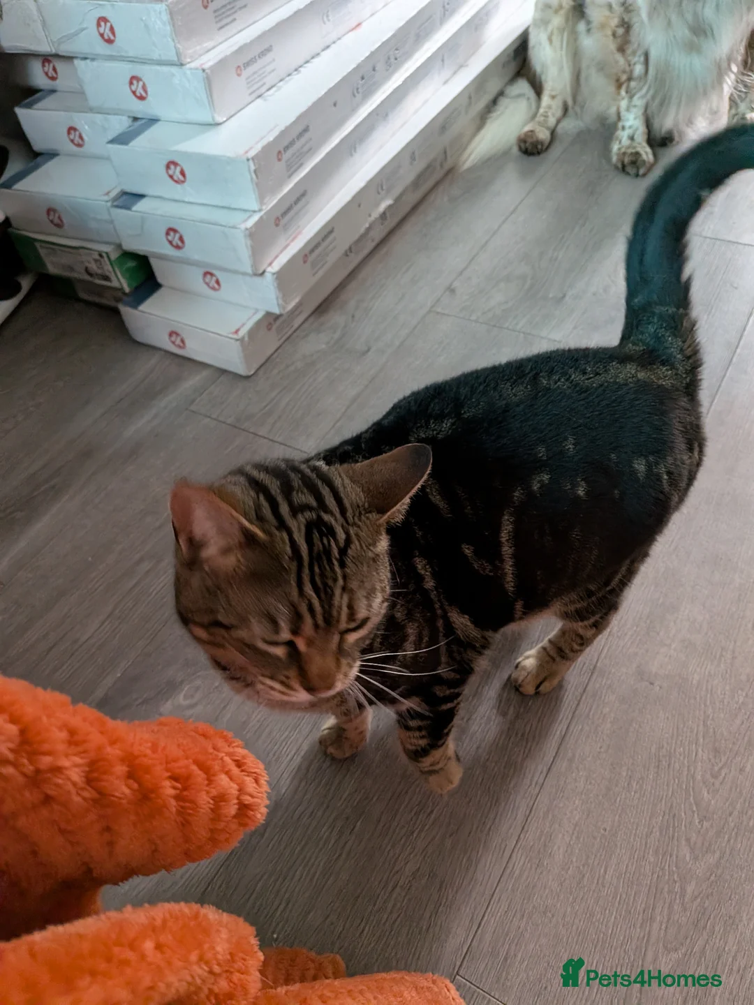 Bengal cats for sale: Half Bengal 4 year old female cat in Weston-super-Mare - Advert 9