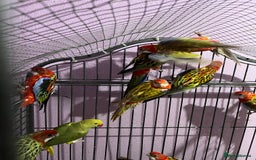 Parakeets birds for sale: Rosellas male and female  - Advert 1