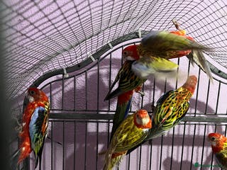 Parakeets birds Rosellas male and female - Advert 4