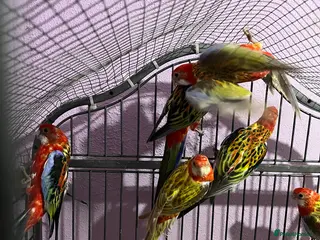 Parakeets birds Rosellas male and female - Advert 7