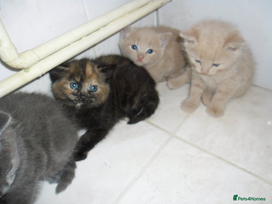 Mixed Breed cats for sale: 8 BEUTIFUL KITTENS FOR SALE - Image 6