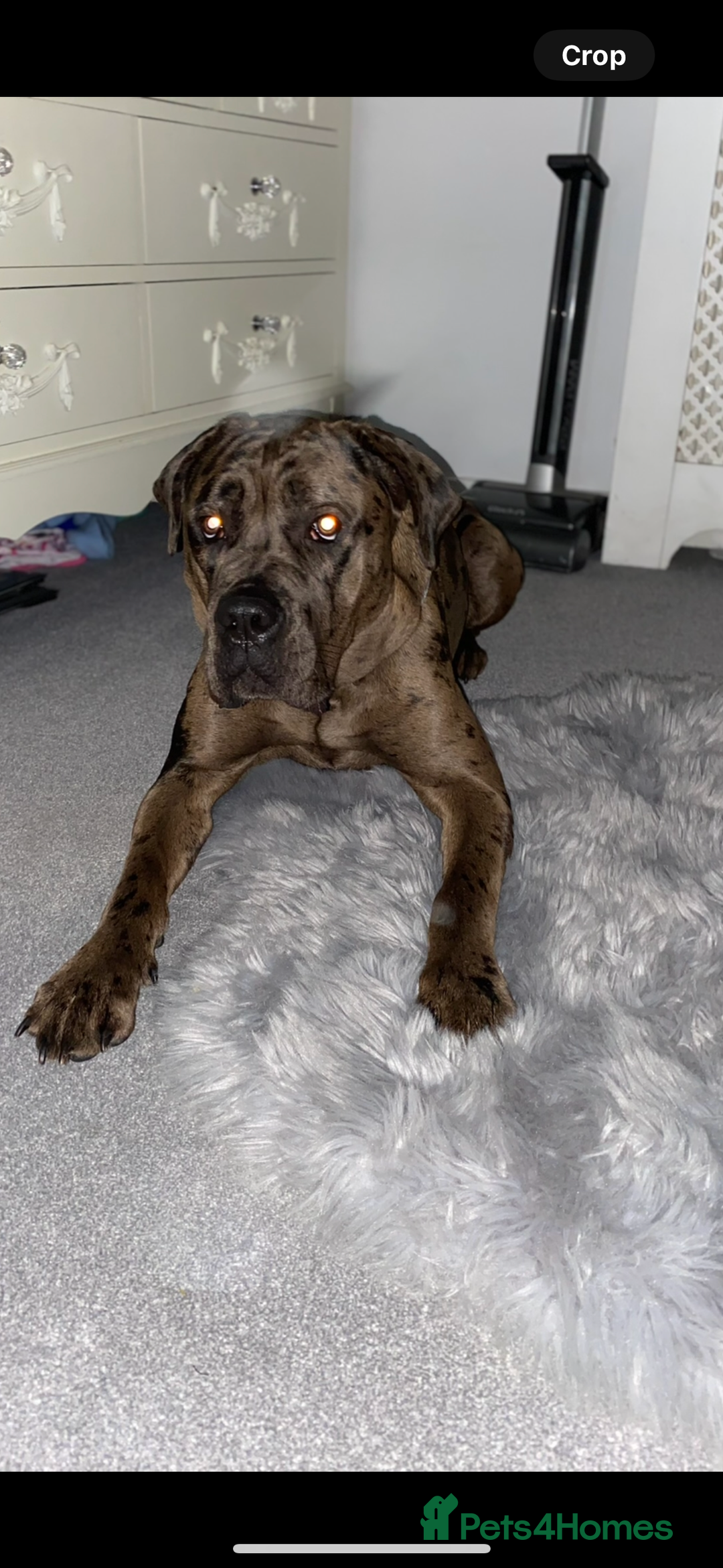 Cane Corso dogs for sale: Cane corso - Advert 3