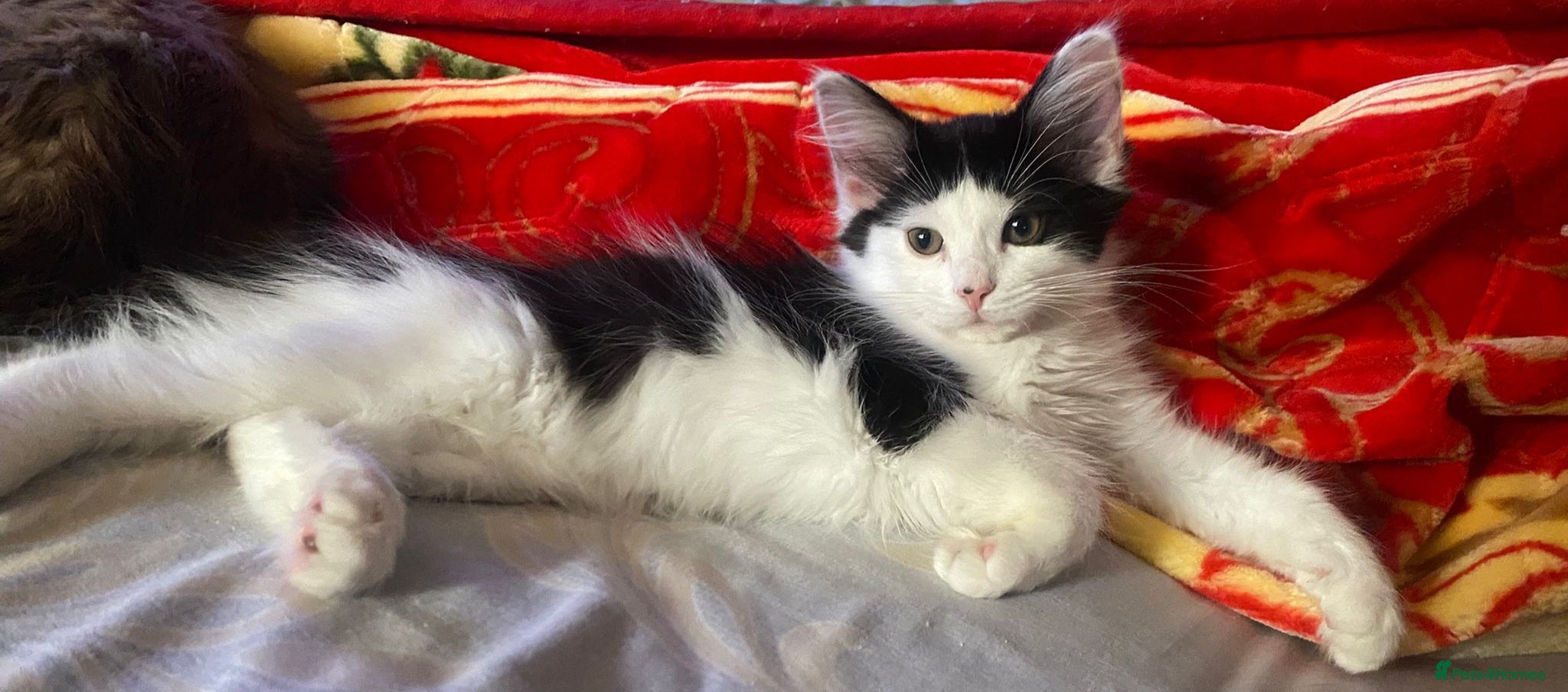 Mixed Breed cats 4 beautiful kittens= 1 female left - Advert 1