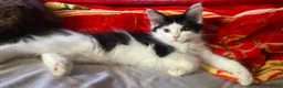 Mixed Breed cats for sale: 4 beautiful kittens= 1 female left - Advert 3