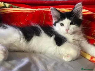 Mixed Breed cats 4 beautiful kittens= 1 female left - Advert 17