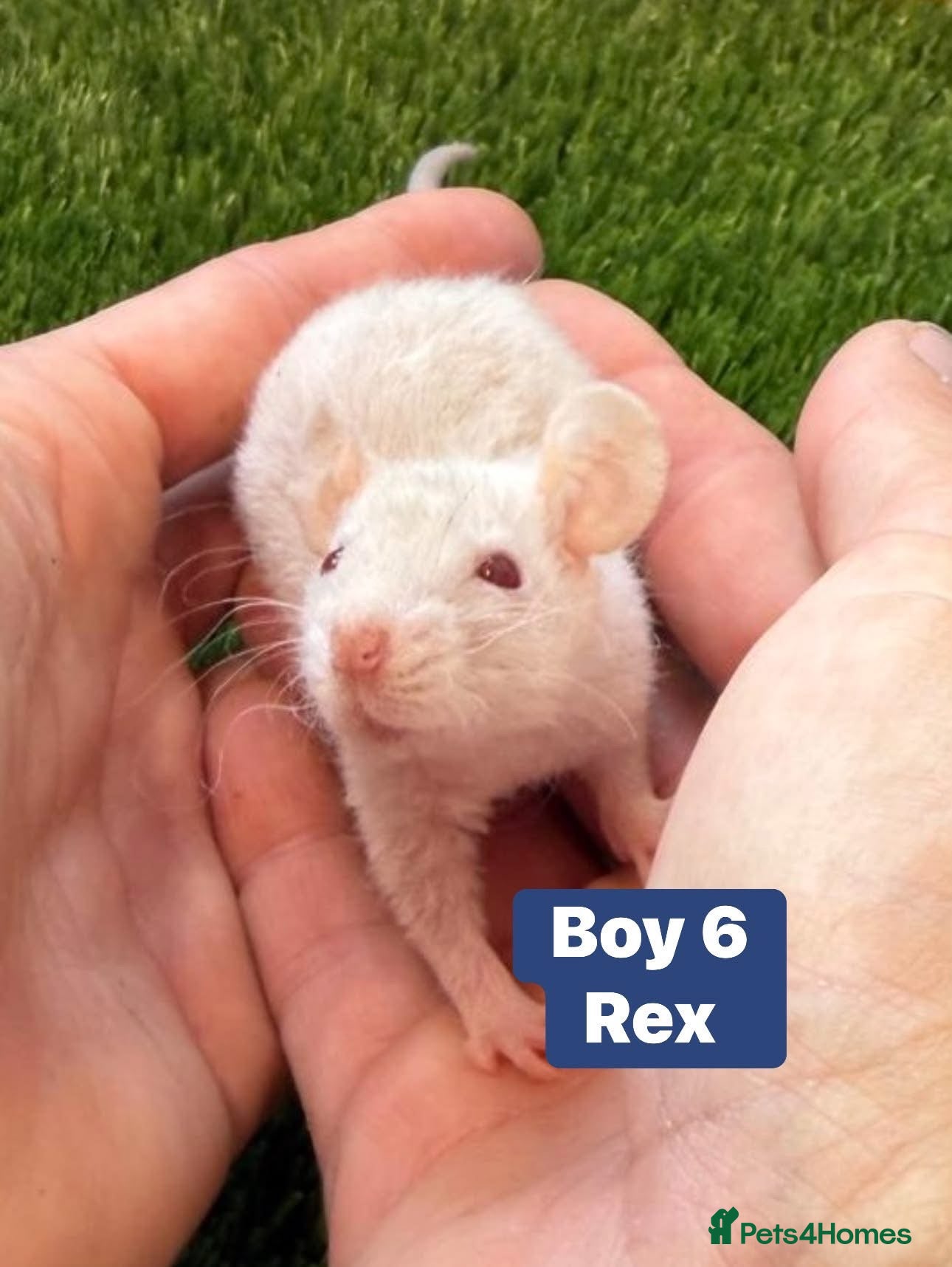 Rat rodents Baby Rats Males Females Dwarf  - Advert 2