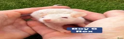 Rat rodents for sale: Baby Rats Males Females Dwarf  - Advert 7