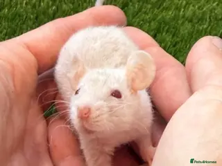 Rat rodents Baby Rats Males Females Dwarf - Advert 2