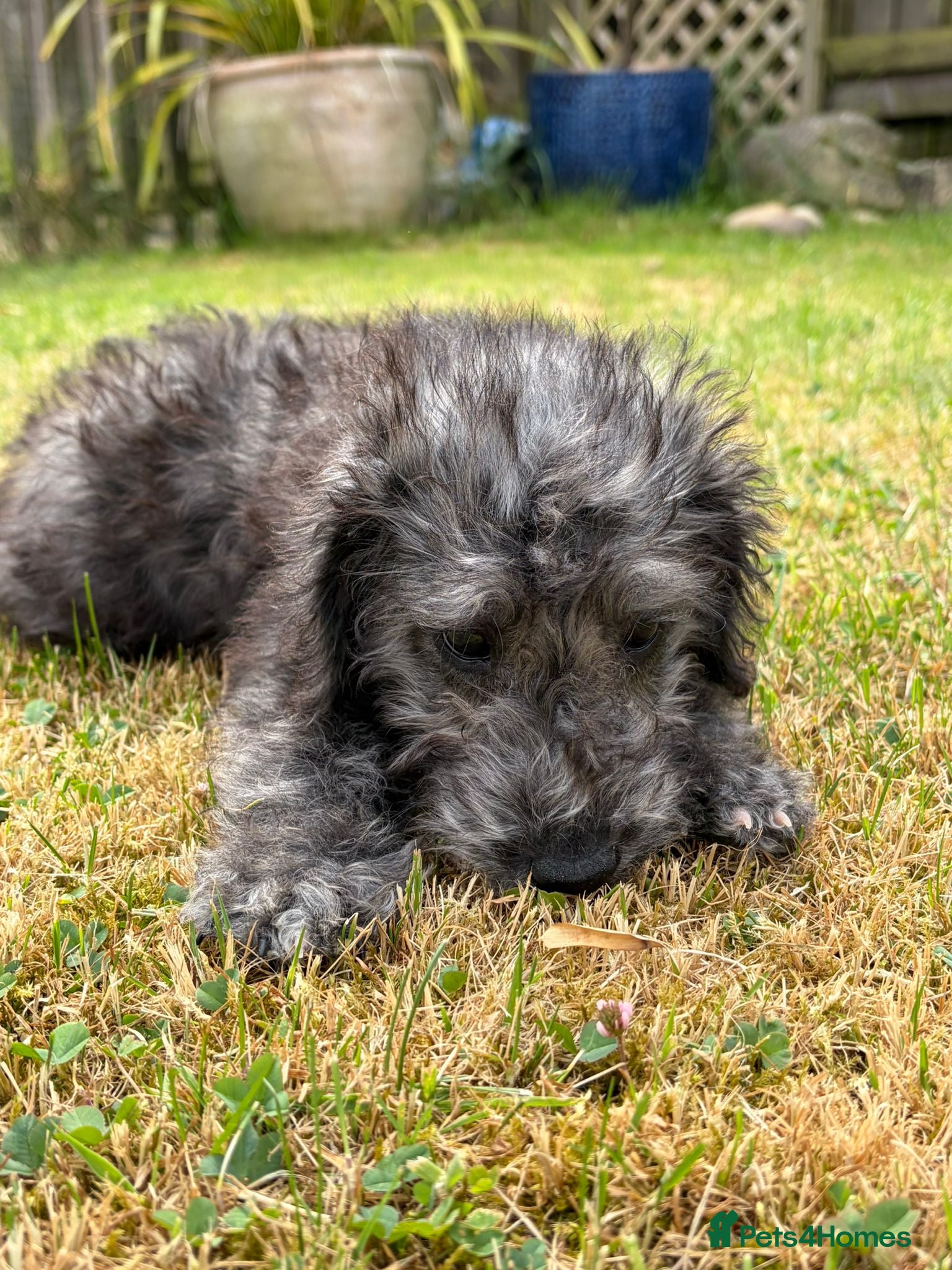 Bedlington Terrier dogs Beautiful KC Bedlington terriers  - Advert 2