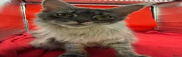 Maine Coon cats for sale: Beautiful Maine Coon Queen Active Reg  - Advert 6
